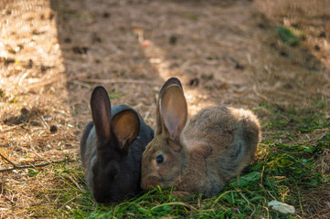 Naklejka na ściany i meble Little rabbit in spring garden grass. Cute white food's rabbit in green sitting park