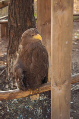 Beautiful white tailed eagle standing in a cage at the zoo.