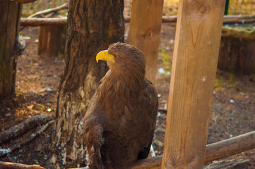 Beautiful white tailed eagle standing in a cage at the zoo.