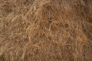 Seamless texture hay, straw