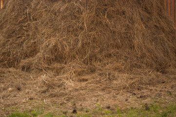 Seamless texture hay, straw