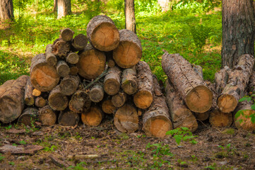 Stacked logs in the forest . Timber industry . Pile of firewood