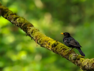 Amsel