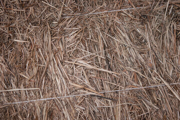 Seamless texture hay, straw
