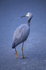 Nahaufnahme Graureiher