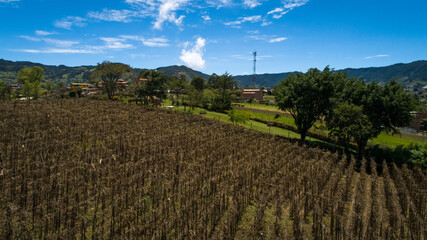 Fototapeta na wymiar Cultivated Fields with Trees and Mountains Around in Carmen de Viboral, Antioquia / Colombia