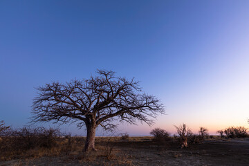 Young baobab tree under blue sky after sunset
