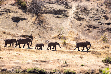 Fototapeta na wymiar Elephant herd on their way down to the water