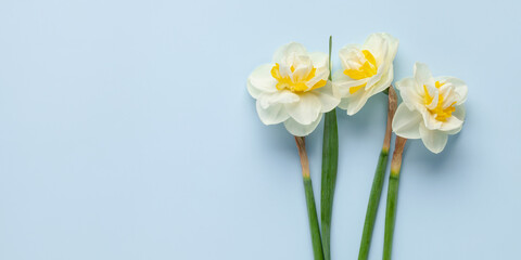 Fototapeta na wymiar Daffodil flowers on blue background. Concept of St. David's Day. World Daffodil Day.