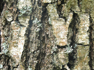  bark of an old birch tree is an excellent natural background