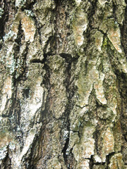  bark of an old birch tree is an excellent natural background