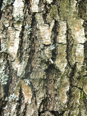 Obraz premium bark of an old birch tree is an excellent natural background