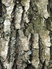  bark of an old birch tree is an excellent natural background