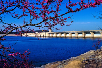 Redbuds and Table Rock Dam