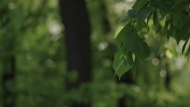 Slow motion handheld shot of linden leaves on abranches closeup