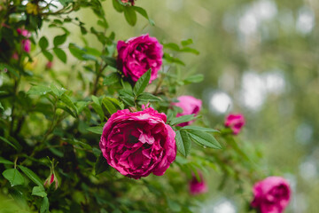 Flowering bush with pink roses in the garden.