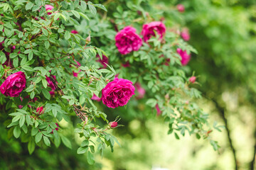 Garden with a beautiful bush with pink roses. Landscape design concept.