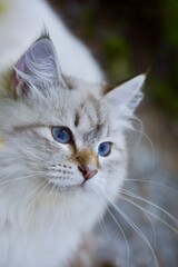 Beautiful Neva Masquerade kitten in forest in summer