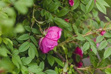 Pink rose bud with water drops after rain in the botanical garden.