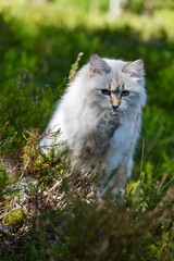 Naklejka na ściany i meble Beautiful Neva Masquerade kitten in forest in summer
