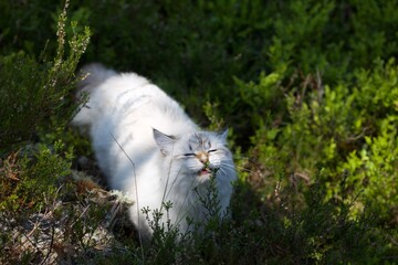 Beautiful Neva Masquerade kitten in forest in summer