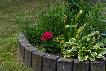 rosy flowers in the garden
