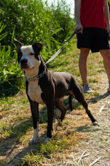 a beautiful black pit bull walks on a leash in the park without a muzzle on a sunny day