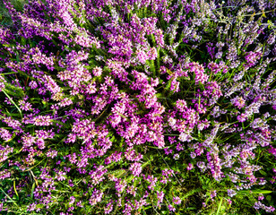 Fototapeta premium Verbena bonariensis known as purpletop, clustertop, South American, Brazilian or Argentinian vervain, tall and pretty verbena