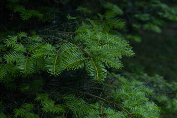 fir cedar pine alpine closeup tree evergreen
