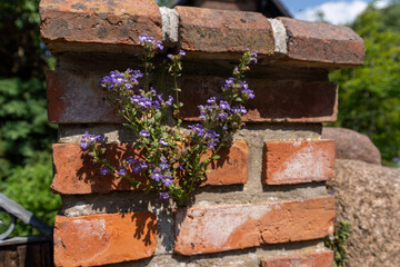 flowers on a stone wall fence