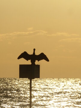 comorant at sunset