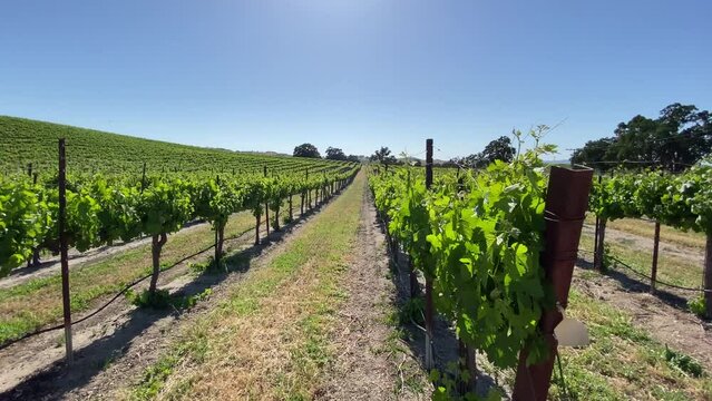 Walking through the beautiful trellised grape vines in the morning sunlight