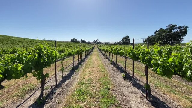 Walking through the beautiful trellised grape vines in the morning sunlight