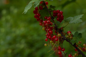 red currant berries grow on a branch in the garden