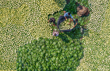Farmers put cauliflower out to sale at a market