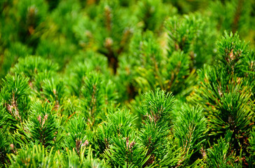 Dwarf mountain pine branch detail with lush green needles. Latin name Pinus mugo Turra. macro view. soft blurred background. selective focus. gardening nature and outdoors concept. Swiss mountain pine