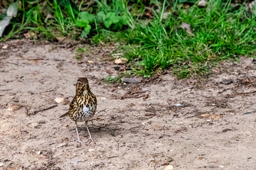 Female Eurasian blackbird (Turdus merula) known as common blackbird  in Windsor Great Park, United Kingdom