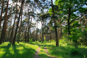 forest with path and bright sun shining through the trees