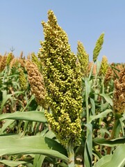 Obraz premium Sorghum field in farm or jawar crop, jawari, agriculture in india, Durra, Milo, sorghum green plants in farm ripe seeds on plant, harvesting time, crop in farm, Sorghum farm green plants, Millet field