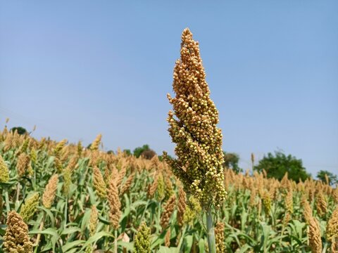 Sorghum field in farm or jawar crop, jawari, agriculture in india, Durra, Milo, sorghum green plants in farm ripe seeds on plant, harvesting time, crop in farm, Sorghum farm green plants, Millet field
