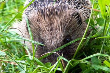 European hedgehog (Erinaceus europaeus), also known as the West European or common hedgehog