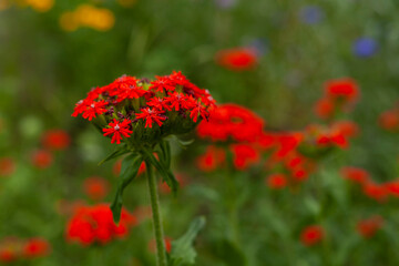 red flowers grow in the garden, macrophotography