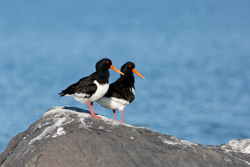 oystercatchers on rocks