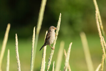 bird in the grass