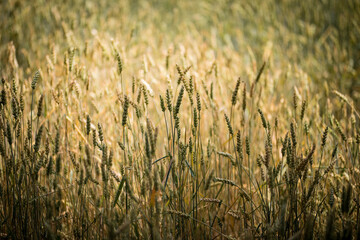 Spighe in campo di grano