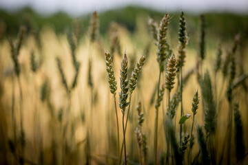 Spighe in campo di grano