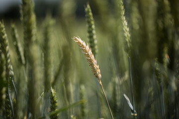 Spiga gialla in campo di grano