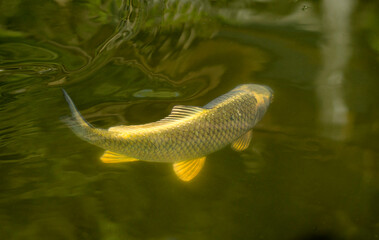 Detail of a golden carp beneath the surface of a dark green lake