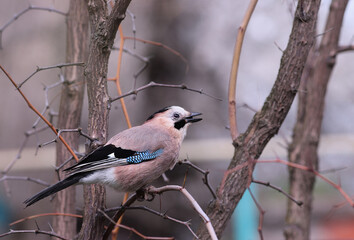 Jay on a thin branch with prey in its beak