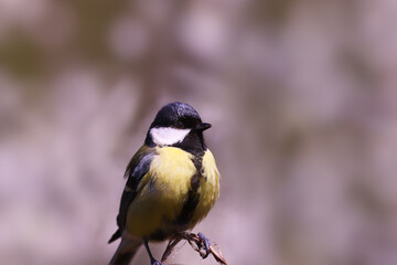 The Great Tit stands on a branch of grass..